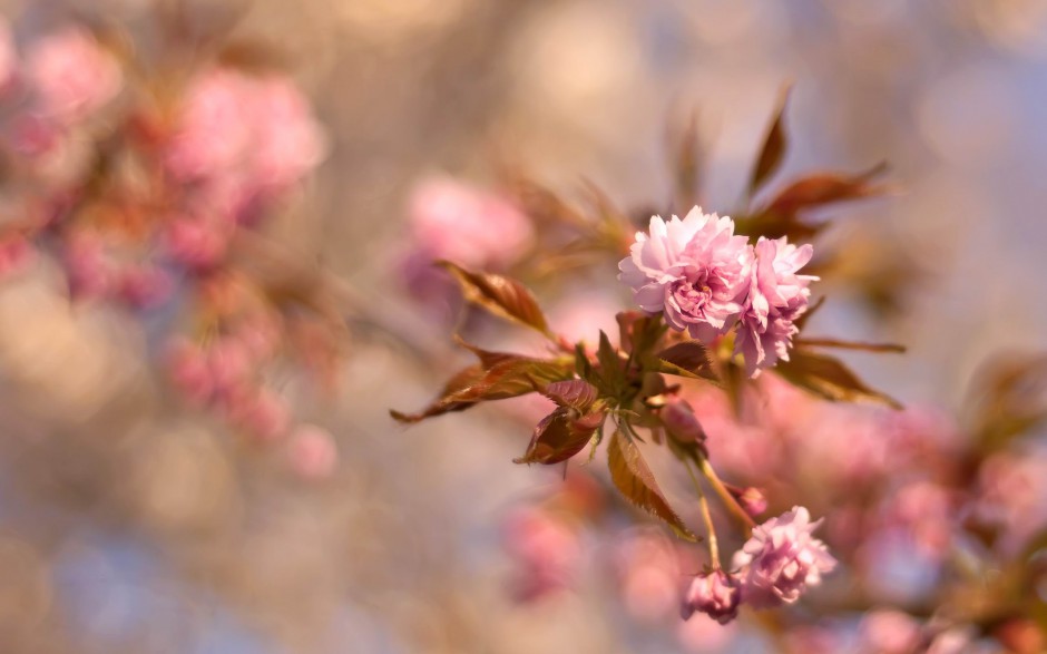 点击大图看下一张：素雅清新粉色花卉唯美风景图