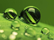 绿叶娇嫩欲滴水珠自然风景浪漫风格壁纸