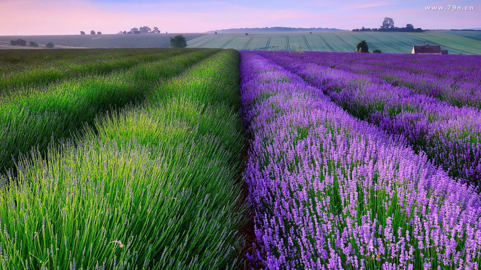 点击大图看下一张：紫色薰衣草唯美花卉风景壁纸
