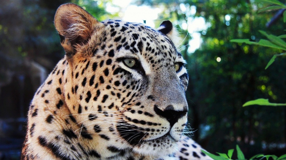点击大图看下一张：眼神凶猛的豹子高清动物壁纸图片