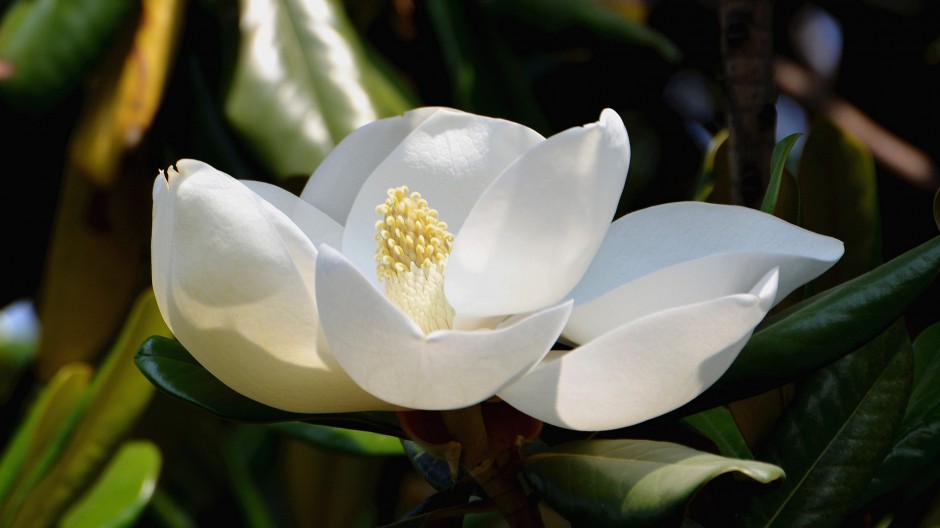 点击大图看下一张：漂亮的白色花朵唯美背景图片