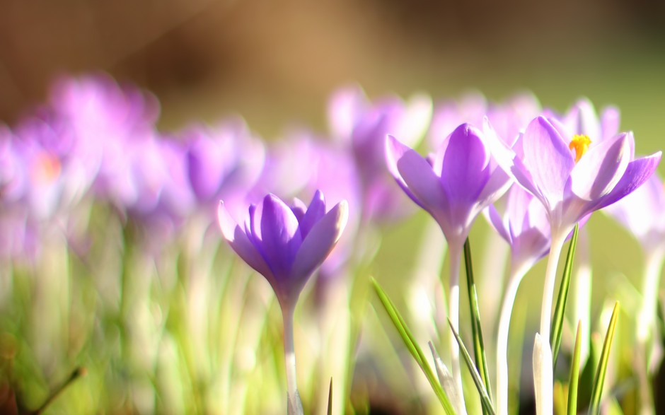 点击大图看下一张：紫色小花朵春日晨光中绽放浪漫风景壁纸
