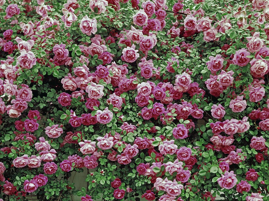 点击大图看下一张：鲜艳花卉风中盛放唯美高清图集