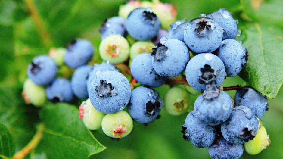 点击大图看下一张：可爱水果蓝莓特写精美壁纸