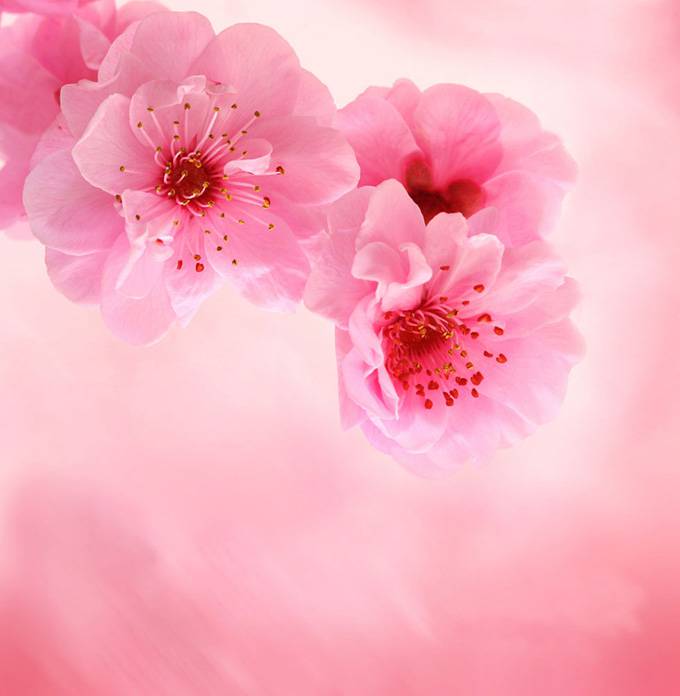 点击大图看下一张：粉色花朵精美ppt背景图片