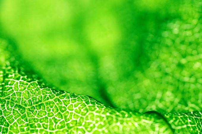 点击大图看下一张:春日里的茎叶绿色植物图片