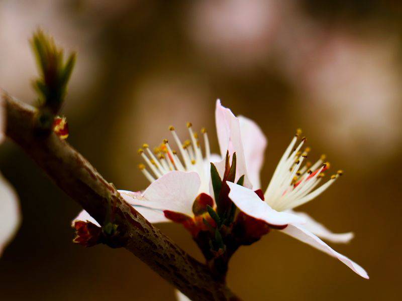点击大图看下一张：桃花经典唯美电脑桌面壁纸
