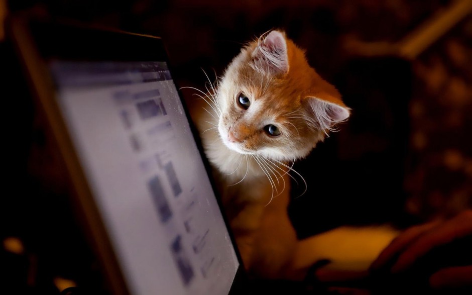 点击大图看下一张：电脑桌面壁纸可爱猫咪精选