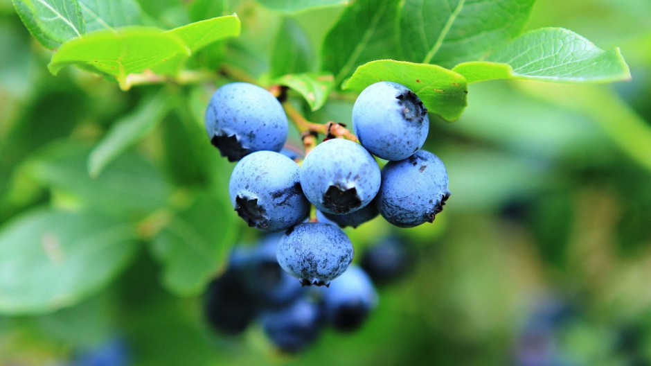 点击大图看下一张：蓝莓水果可爱清新风格图片