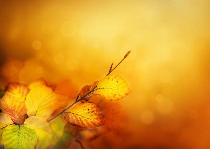 点击大图看下一张：秋天的树叶唯美图片素材