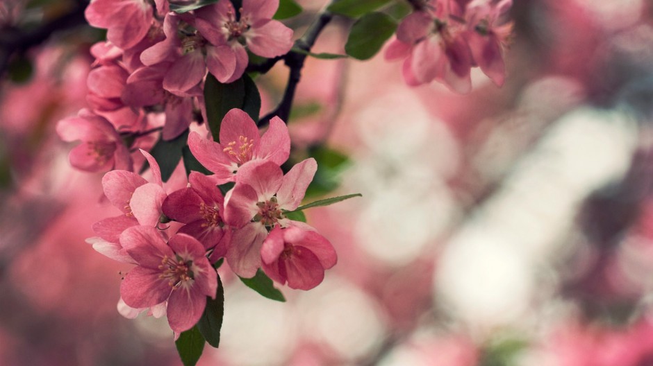 点击大图看下一张：春日清新粉色樱花浪漫飘落美景