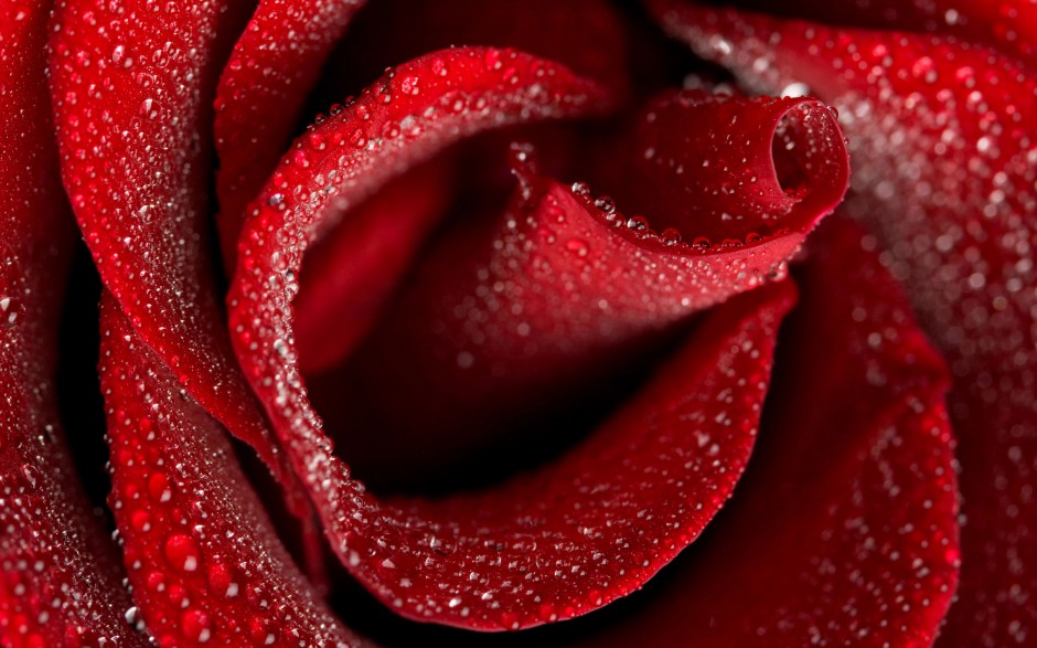 点击大图看下一张：雨露玫瑰精美个性超清写真壁纸