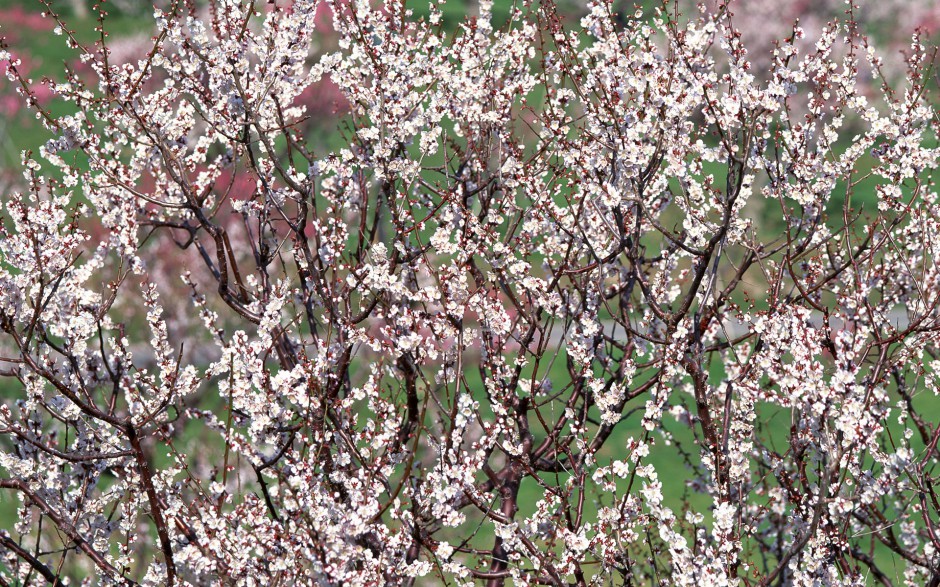 点击大图看下一张：春暖花开精美鲜花高清桌面壁纸