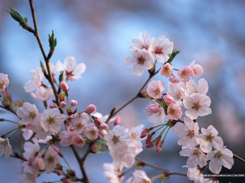 点击大图看下一张：唯美樱花粉色高清背景图片