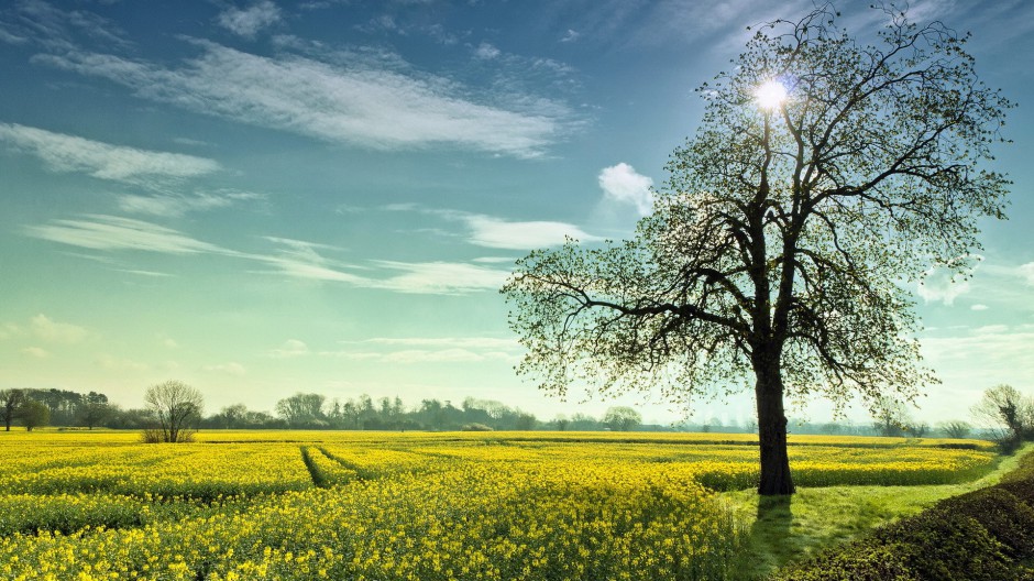 点击大图看下一张：油菜花梦幻黄色花海高清精美壁纸