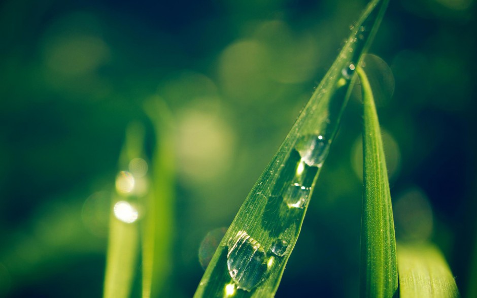 点击大图看下一张：绿色清新护眼植物春日气息图片