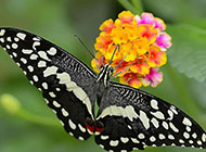 蝴蝶与花儿精美壁纸欣赏