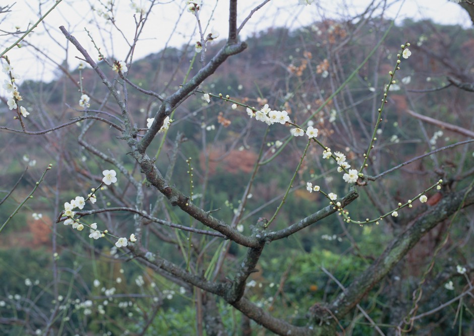 点击大图看下一张：冬日傲骨绽放清新梅花精致风景