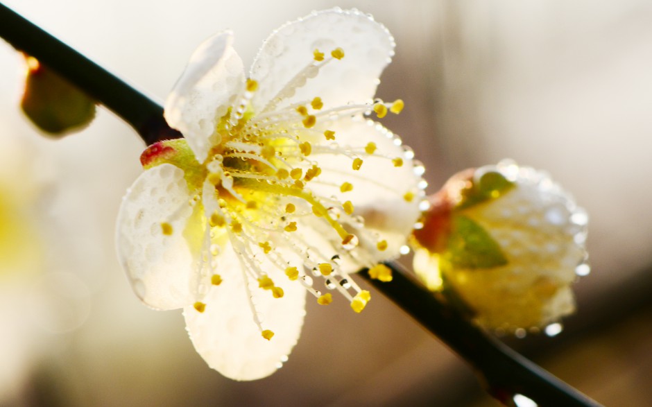点击大图看下一张：雨后唯美黄色梅花清新春日风景