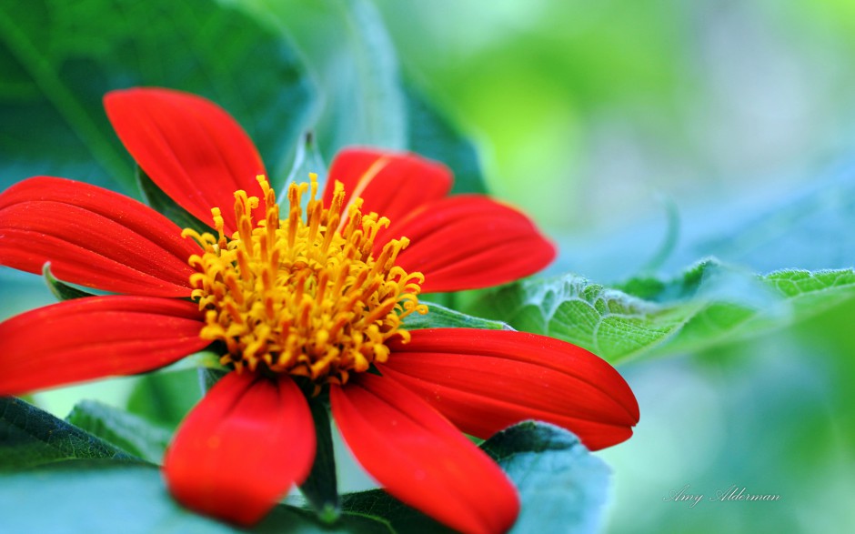点击大图看下一张：娇艳鲜花唯美浪漫植物风景图