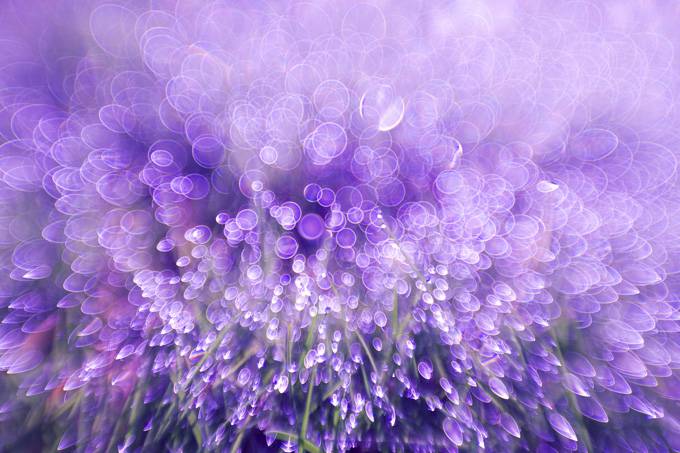 点击大图看下一张：梦幻紫色花卉背景唯美图片