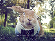 兔子可爱萌宠日历精美电脑壁纸