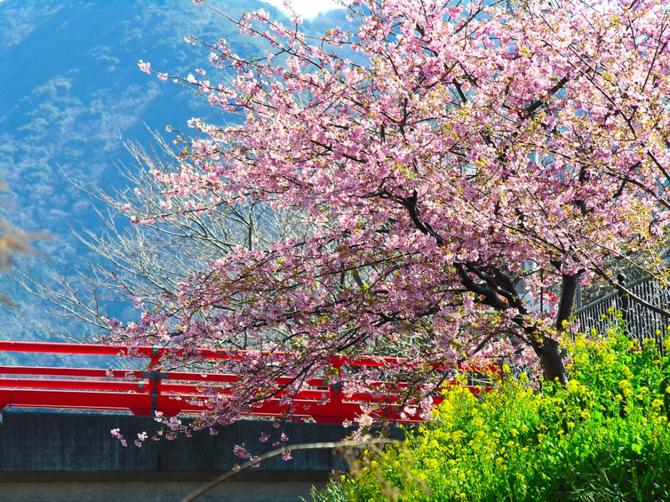 点击大图看下一张：浪漫清新粉色樱花飘落精美风景壁纸