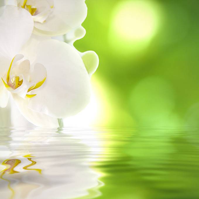 点击大图看下一张：白色兰花精美背景素材图片