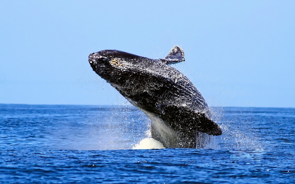 点击大图看下一张：桌面壁纸可爱海洋动物座头鲸