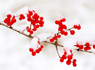 雪中的红果唯美自然风光壁纸