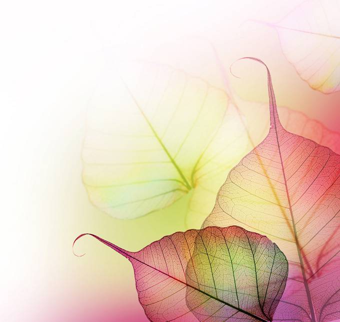 点击大图看下一张：美丽幻彩的透明树叶图片素材