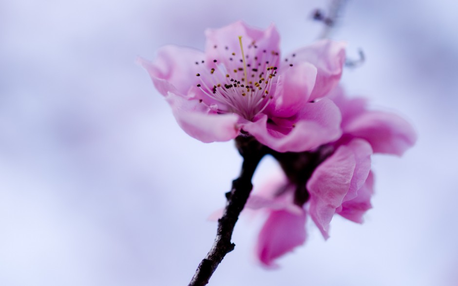 点击大图看下一张：春日清新粉色唯美樱花图片