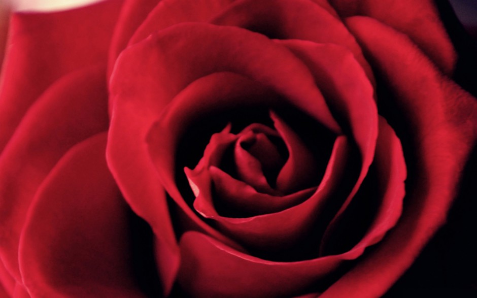 点击大图看下一张：爱情的玫瑰花精美壁纸图片