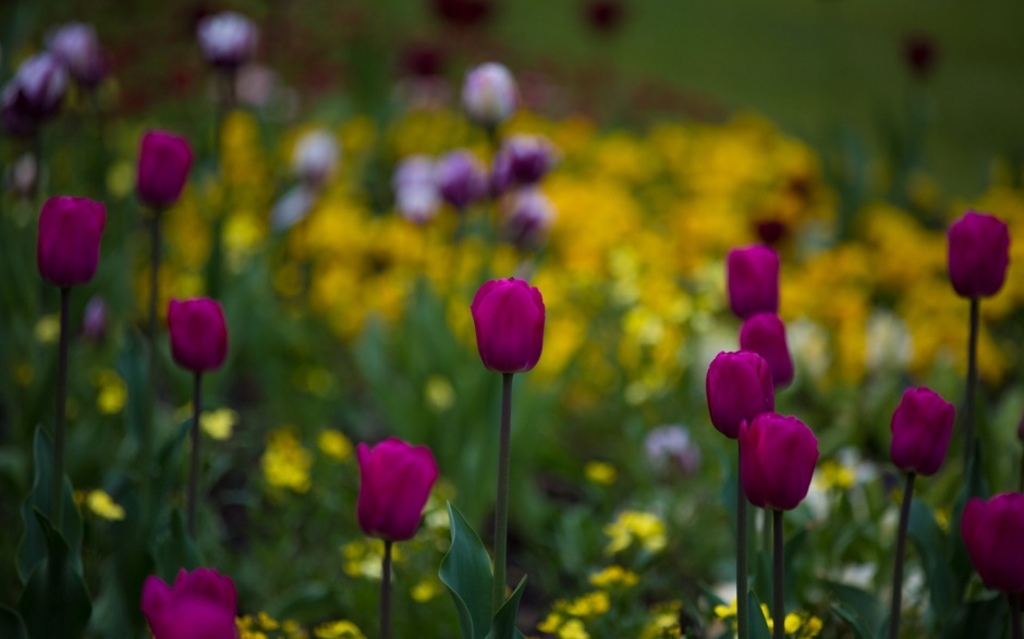 点击大图看下一张：初春娇媚紫色郁金香花卉壁纸