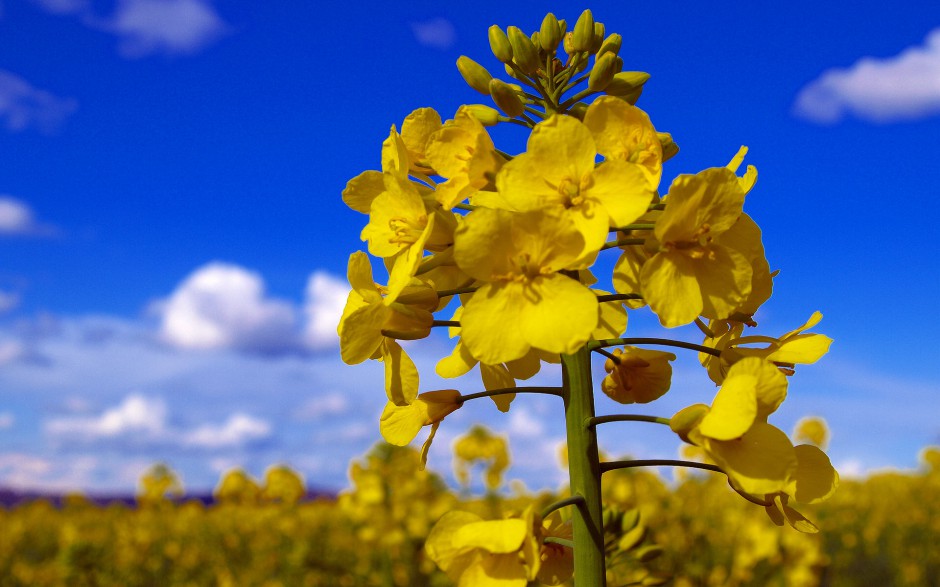 点击大图看下一张：油菜花梦幻黄色花海高清精美壁纸