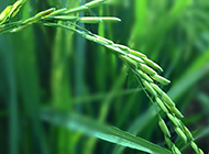 一根稻麦的绿色背景图片素材