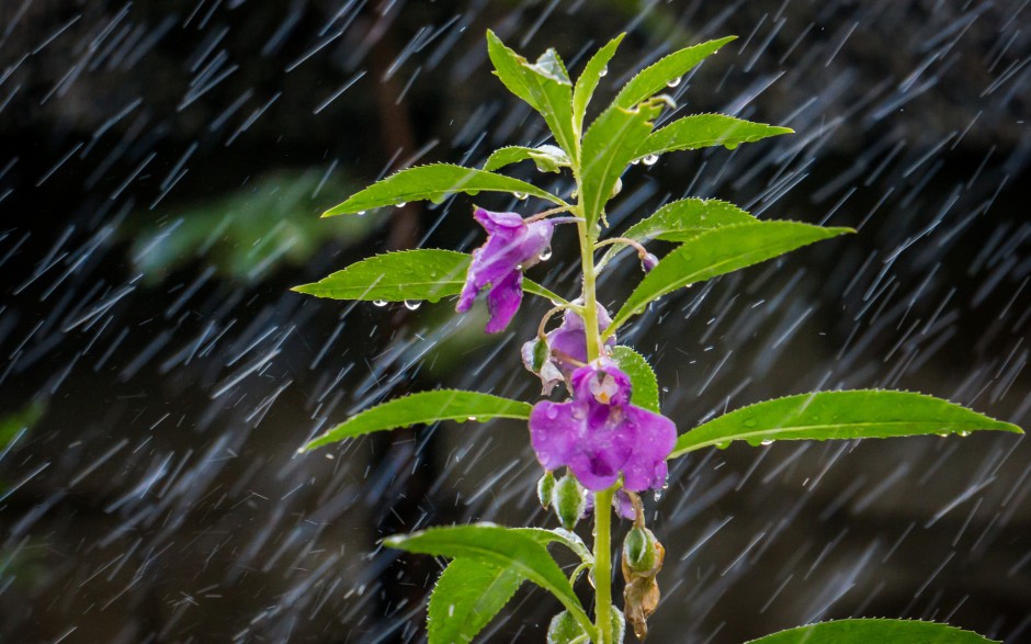 点击大图看下一张：雨中浪漫唯美鲜花梦幻美景