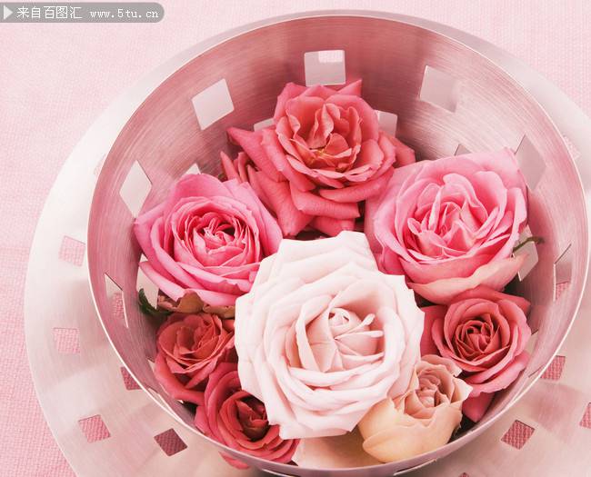 点击大图看下一张：唯美的粉玫瑰鲜花背景图片