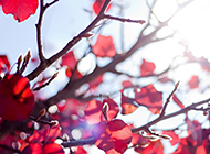 美丽的秋天红叶风景壁纸