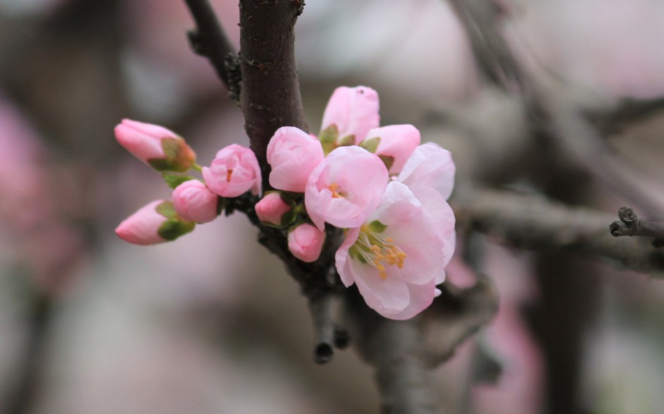 点击大图看下一张：春日淡雅粉色杏花梦幻绽放唯美图片