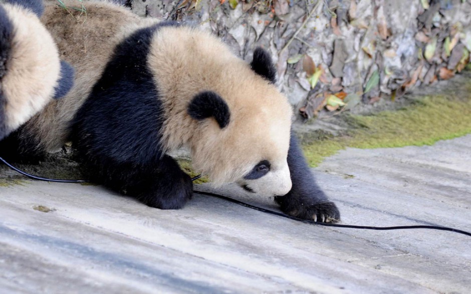 点击大图看下一张：好看的经典壁纸图片可爱熊猫赏析