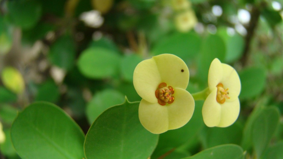 点击大图看下一张：清新淡雅的蝴蝶形小黄花背景图片
