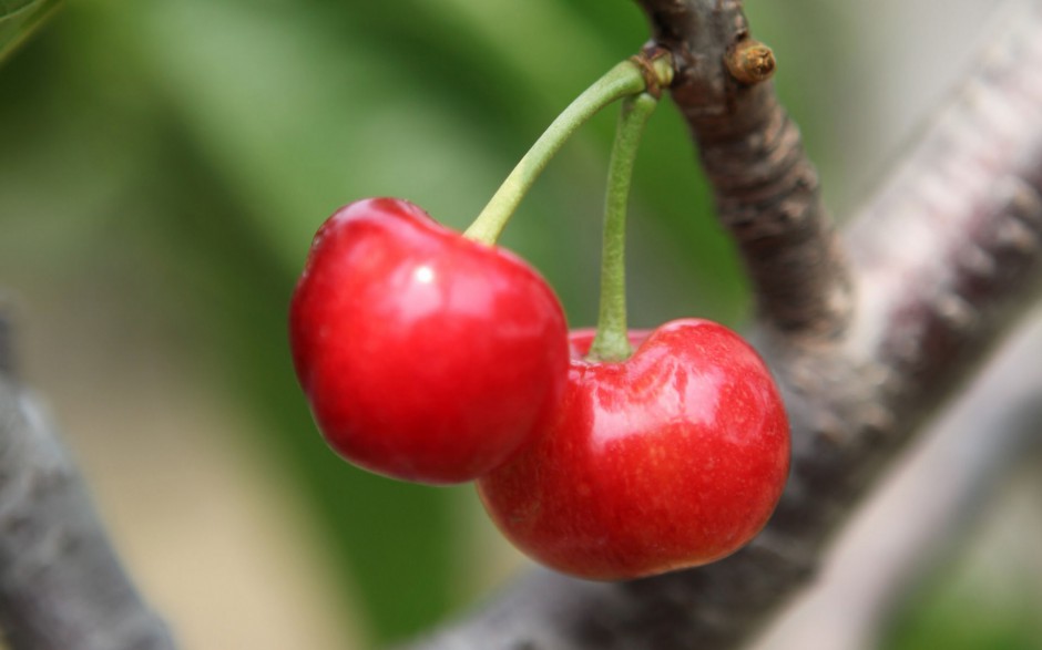 点击大图看下一张：红樱桃挂满枝头水果美图秀