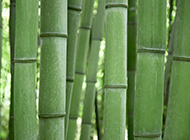 高清绿色竹子ppt背景图片
