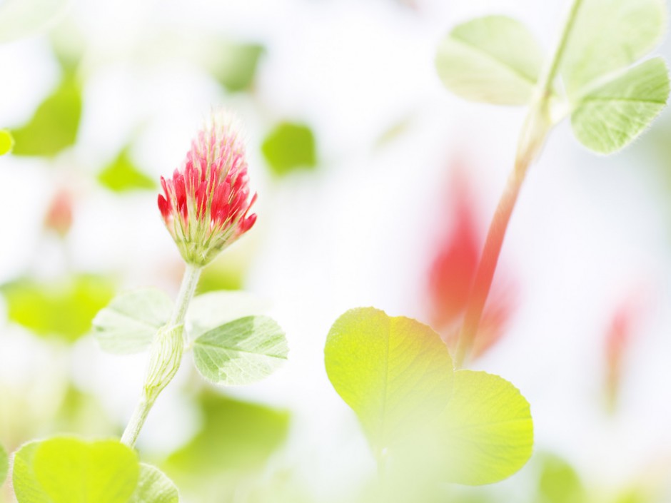 点击大图看下一张：山花烂漫盛放春日精美壁纸