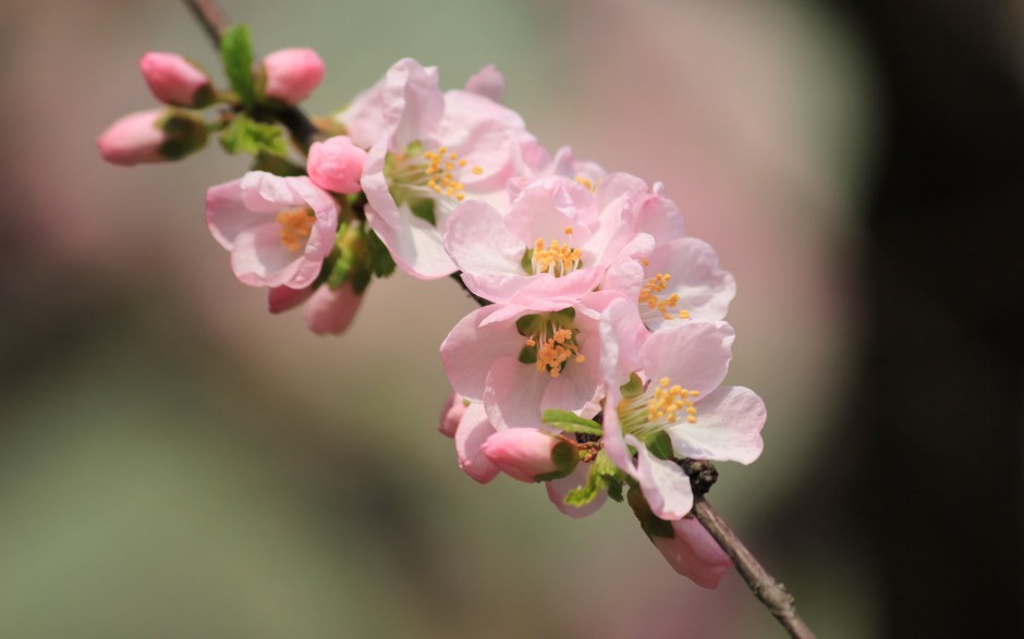 点击大图看下一张：春日淡雅粉色杏花梦幻绽放唯美图片
