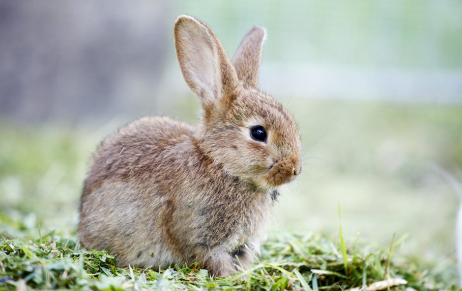 点击大图看下一张：呆萌萌超可爱的兔子壁纸图片