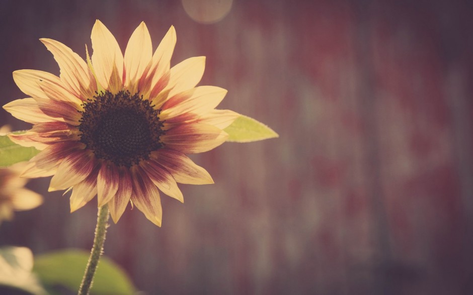 点击大图看下一张：唯美的向日葵花卉壁纸欣赏