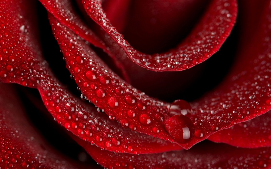 点击大图看下一张：雨露玫瑰精美个性超清写真壁纸