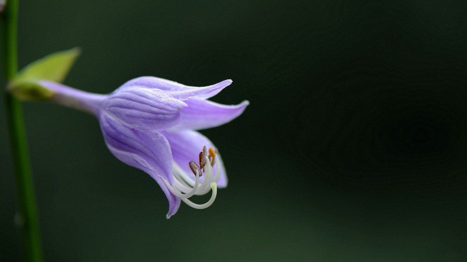 点击大图看下一张：紫色玉簪花精美高清大图